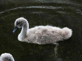 un gros plan d'un cygne muet photo