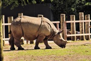 un gros plan d'un rhinocéros photo