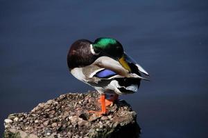 un gros plan d'un canard colvert photo