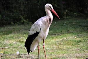 un gros plan d'une cigogne blanche photo