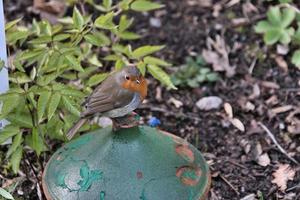 un gros plan d'un rouge-gorge photo