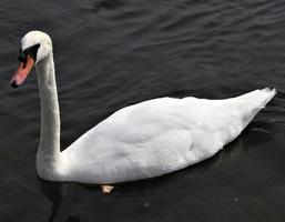 une vue d'un cygne muet photo