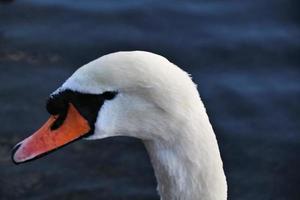 un gros plan d'un cygne muet photo