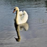 un gros plan d'un cygne muet photo