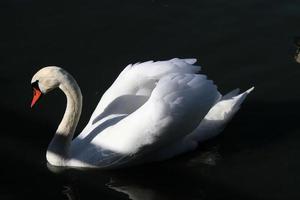 un gros plan d'un cygne muet photo