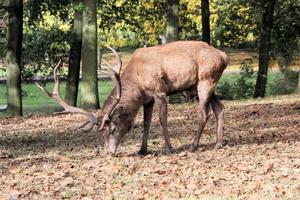 un gros plan d'un cerf rouge photo