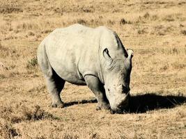 un gros plan d'un rhinocéros photo