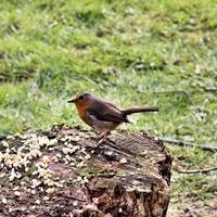 un gros plan d'un rouge-gorge photo