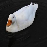 un gros plan d'un canard blanc photo