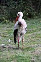 un gros plan d'une cigogne blanche photo