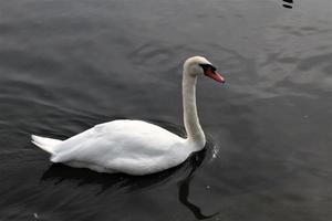 une vue d'un cygne muet photo