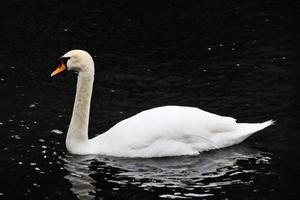 une vue d'un cygne muet photo