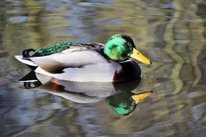 un gros plan d'un canard colvert photo