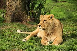 un gros plan d'un lion d'Afrique photo