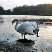 un gros plan d'un cygne muet photo