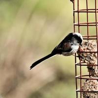 une mésange à longue queue sur une mangeoire à oiseaux photo