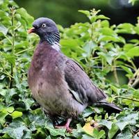 un gros plan d'un pigeon ramier photo