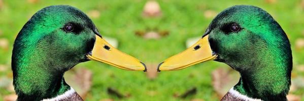 un gros plan d'un canard colvert photo