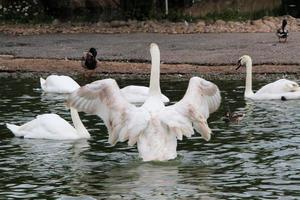 une vue d'un cygne muet photo