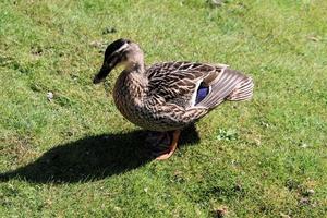 un gros plan d'un canard colvert photo