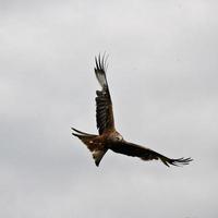 un gros plan d'un cerf-volant rouge photo