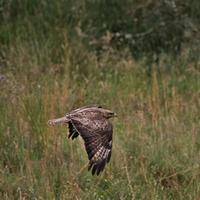 un gros plan d'un cerf-volant rouge photo