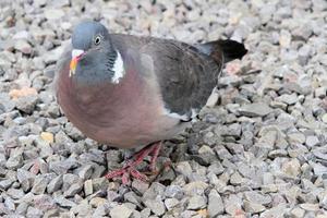 un gros plan d'un pigeon ramier photo