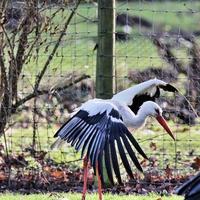 un gros plan d'une cigogne blanche photo