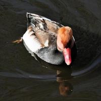 un gros plan d'un pochard à poitrine rouge photo