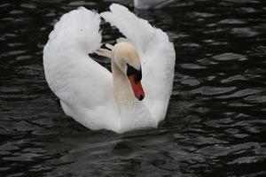 une vue d'un cygne muet photo