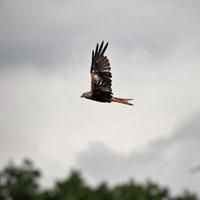 un gros plan d'un cerf-volant rouge photo