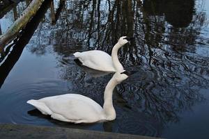 un gros plan d'un cygne trompette sur l'eau photo