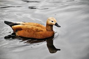 un gros plan d'un tadorne rousse photo