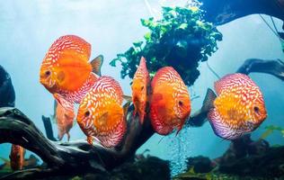 discus colorés, les poissons de Pompadour nagent dans un aquarium. symphysodon aequifasciatus est un cichlidé américain originaire du fleuve amazone, en amérique du sud, populaire comme poisson d'aquarium d'eau douce. photo