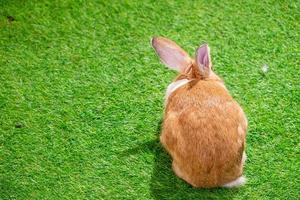 lapin jaune et blanc sur gazon artificiel vert au milieu de lumières vives lors d'un spectacle animalier photo