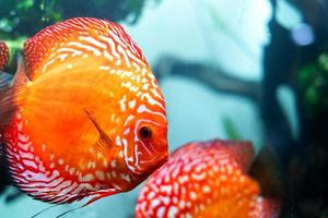 discus colorés, les poissons de Pompadour nagent dans un aquarium. symphysodon aequifasciatus est un cichlidé américain originaire du fleuve amazone, en amérique du sud, populaire comme poisson d'aquarium d'eau douce. photo