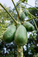 un gros plan de papaye accroché dans un arbre dans une ferme biologique indienne. les papayes poussent dans les climats tropicaux et sont également connues sous le nom de papayes ou de papayes.