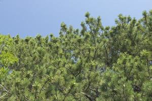 aiguilles vertes d'un pin de montagne dans un grand plan, poussant dans les montagnes de crimée. photo