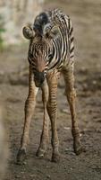 le zèbre de burchell au zoo photo