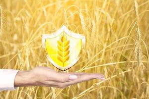 main de l'agriculteur avec icône de protection et épi de blé sur fond de champ de blé. le concept de production réduite, pénurie de céréales. guerre et famine. photo