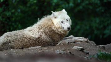 portrait de loup arctique photo