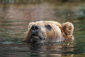 ours brun kamchatka photo