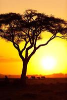 coucher de soleil africain typique photo