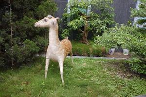 statue de cerf dans le parc public. photo