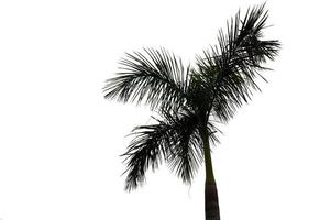 grand palmier isolé sur fond blanc. un bel arbre adapté à une utilisation dans la conception architecturale photo