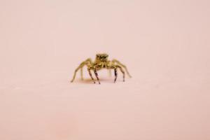 belle petite photo d'araignée avec fond de couleur floue