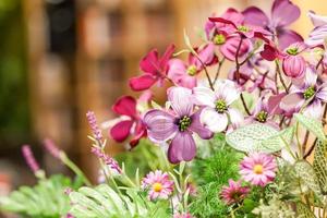 gros plan de fleur rose, violet et rouge avec fond de bibliothèque. photo