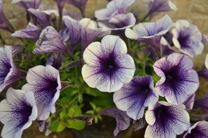 lilas doux soleil pétunia fleurs en fleur photo