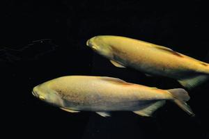 poissons koi et poissons rouges nageant dans un étang avec une fontaine photo