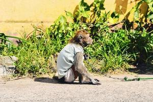 un singe utilisé comme spectacle par les humains à des fins lucratives. en langue indonésienne, il s'appelait topeng monyet. photo